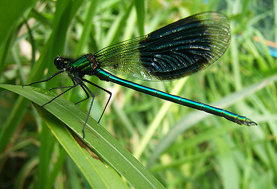 Close up of a Damsel fly's vibrant colors on the Fens in Cambridgeshire, England