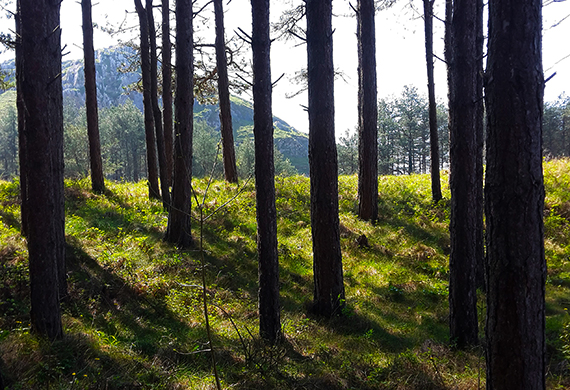 View through the trees at Llamadoc Woods