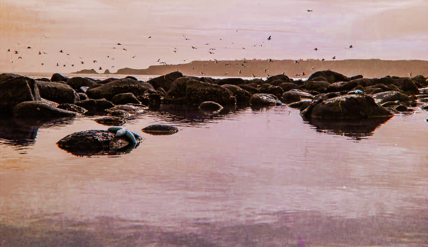 Low level sepia tinted image of rockpool